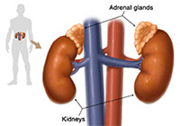 Adrenal Glands Cancer Treatment India